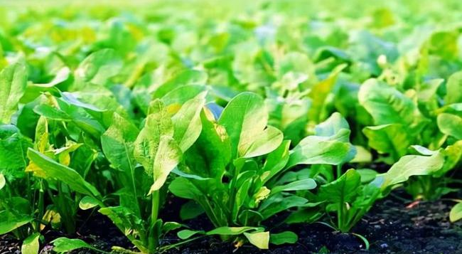 葉面追肥要用到點(diǎn)上，才能起到*大效果，勿做無用功