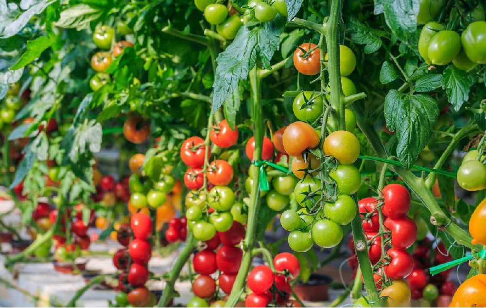種植中為什么要施用鈣硼肥，鈣硼肥很重要嗎？一起來看答案
