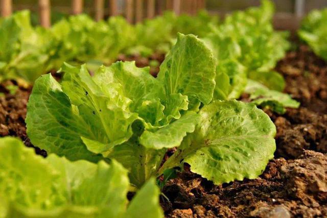 【注意】蔬菜種植中葉片容易發(fā)黃，這3方面問題要注意了