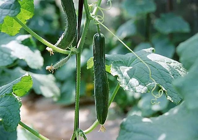 黃瓜結(jié)瓜盛期歇茬了，什么原因，如何治