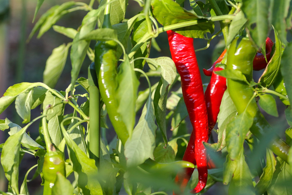 辣椒出現(xiàn)落花落果，原因和防治方法來了，速看