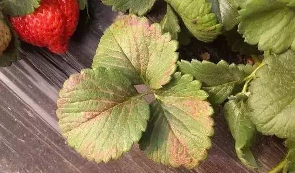 草莓葉片發(fā)紅，不容忽視，看看怎么防治
