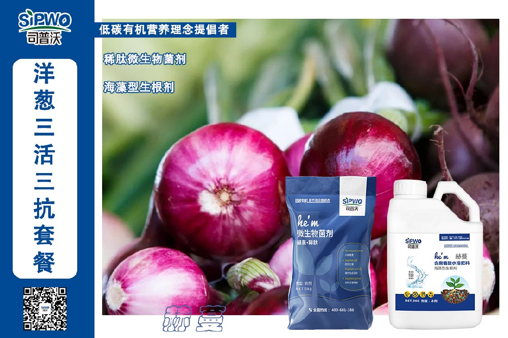 掌握這幾點(diǎn)洋蔥高產(chǎn)栽培技術(shù)，產(chǎn)量翻一番