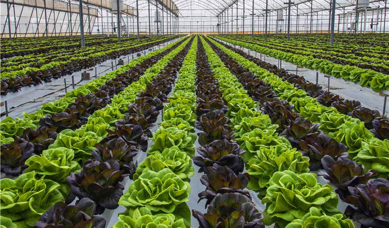 【速看】低溫環(huán)境下，蔬菜定植要注意什么