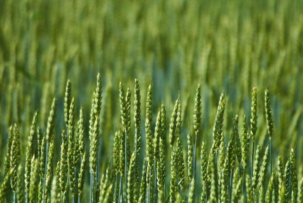 小麥春季如何追肥更高效？快來看，這里已經(jīng)為您準(zhǔn)備好了