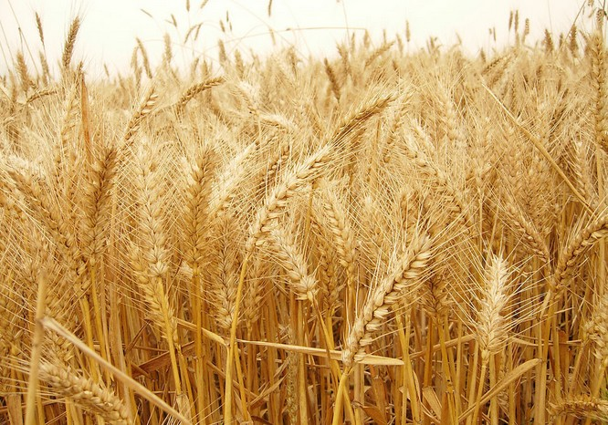 小麥根腐病是什么原因?qū)е碌?？?yīng)該怎樣管理呢？