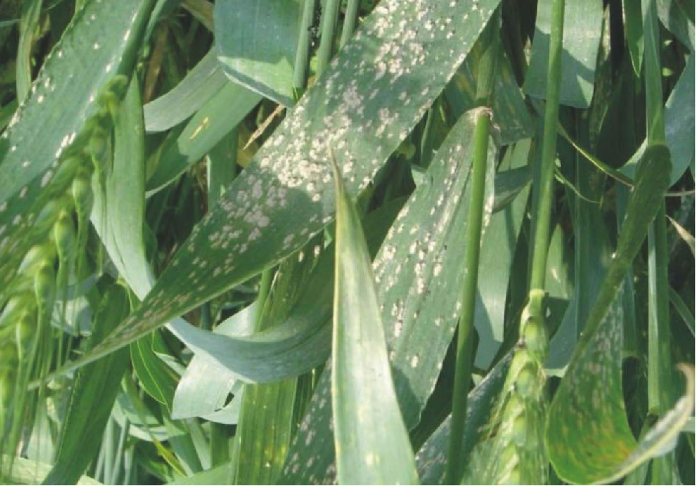 小麥葉面出現(xiàn)白色霉點，原因和預(yù)防方法來了