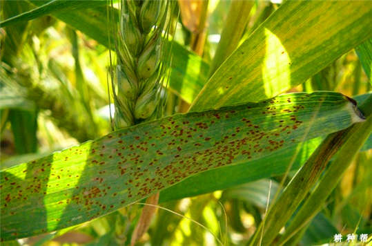小麥長“鐵銹”了？這到底是為什么呢?