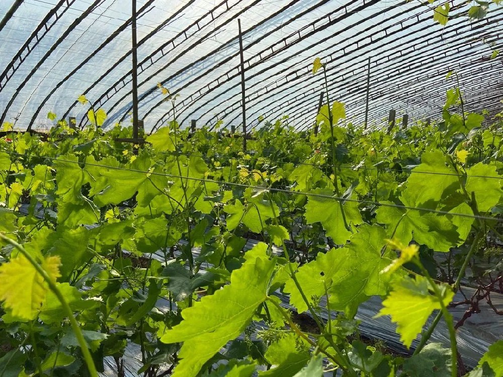 葡萄春管謹(jǐn)記這些要點(diǎn)！促進(jìn)葡萄豐產(chǎn)！