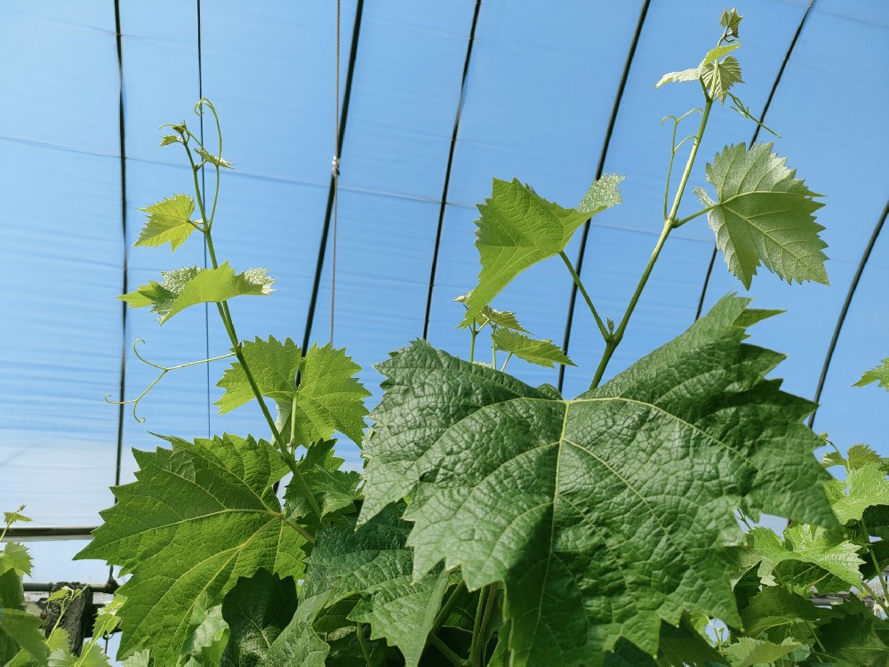 司普沃進(jìn)口水溶肥——陽(yáng)光玫瑰效果初展示