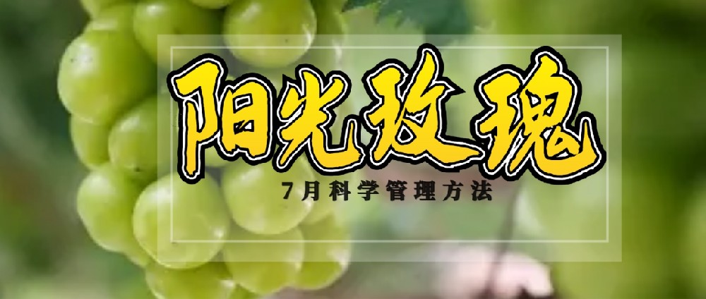 7 月，陽光玫瑰種植管理的黃金時(shí)刻