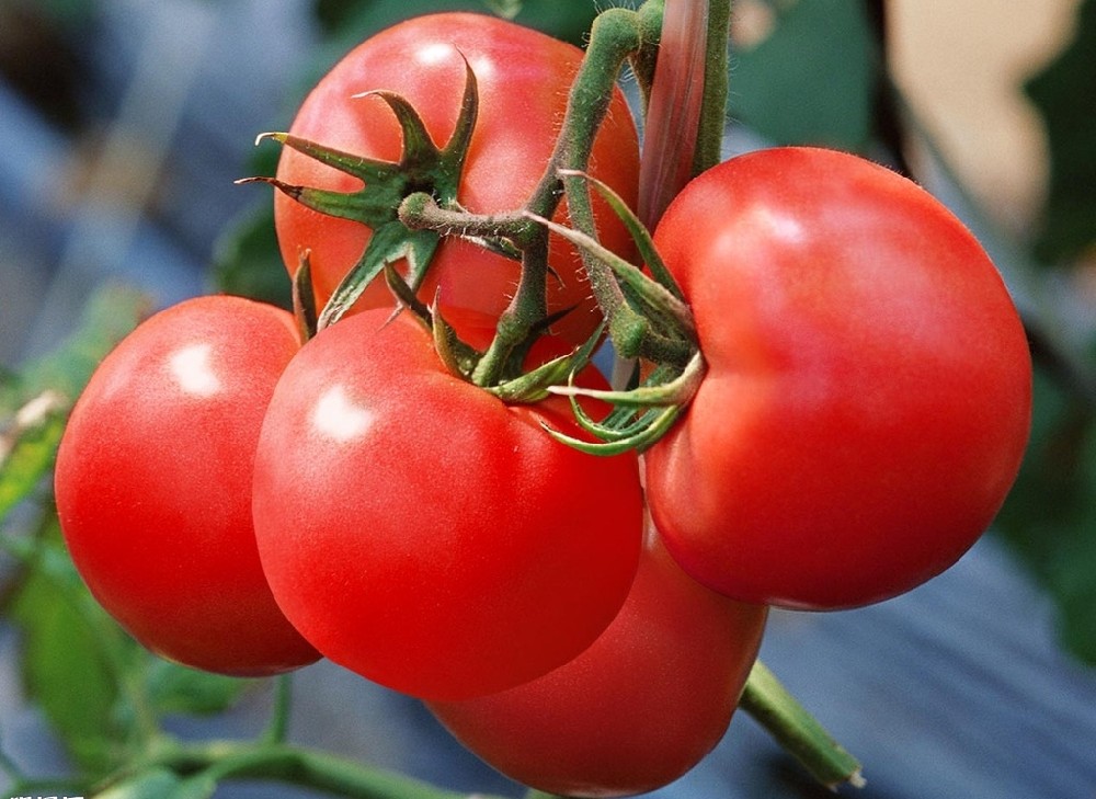 番茄上色難嗎？真不難，這篇文章保準(zhǔn)有用