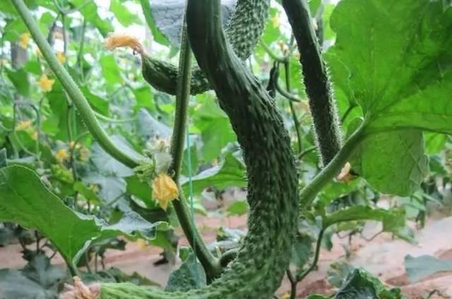 黃瓜主莖不生長，是怎么回事？要如何解決
