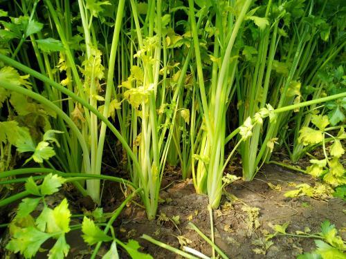 芹菜根系差，小老苗現(xiàn)象嚴(yán)重，速查原因和解決方法