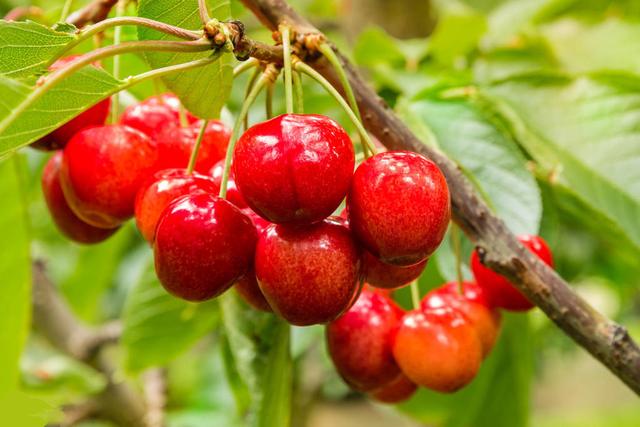 櫻桃死樹(shù)現(xiàn)象嚴(yán)重，是什么原因，如何防治