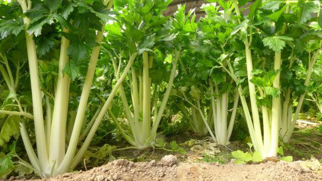 預(yù)防芹菜空心開(kāi)裂的方法，找到了，速來(lái)觀看